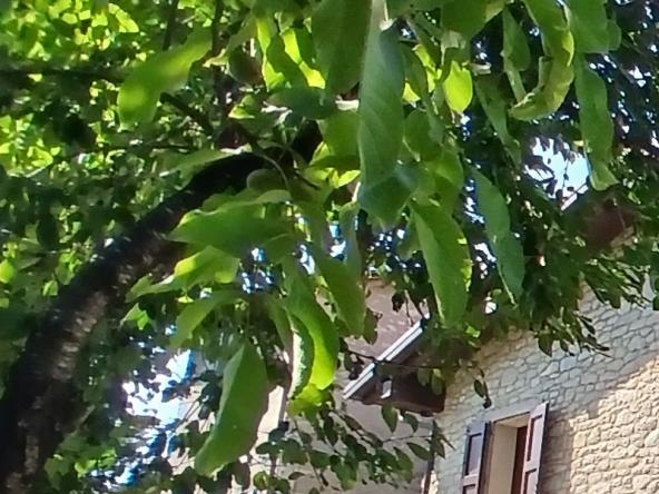 Foto Rustico-casale-corte in Vendita a Guiglia