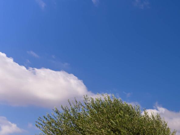 Foto Rustico-casale-corte in Vendita a Locorotondo