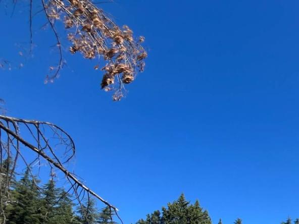 Foto rustico-casale-corte in Vendita a Coreglia Antelminelli