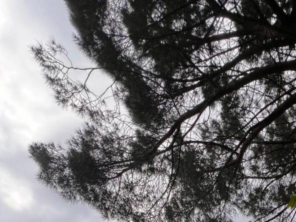 Foto terreno-residenziale in Vendita a Mascalucia