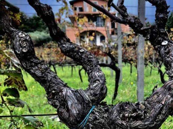 Foto rustico-casale-corte in Vendita a Linguaglossa