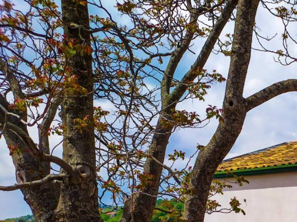 Foto rustico-casale-corte in Vendita a Biancavilla