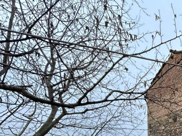 Foto rustico-casale-corte in Vendita a Serramazzoni